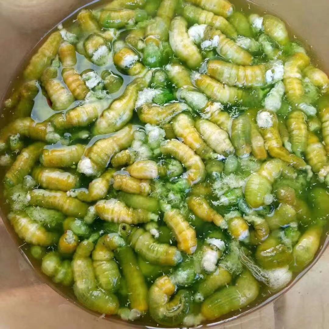 豆丹江苏特产灌云新鲜豆虫食用昆虫速冻青果其它干货