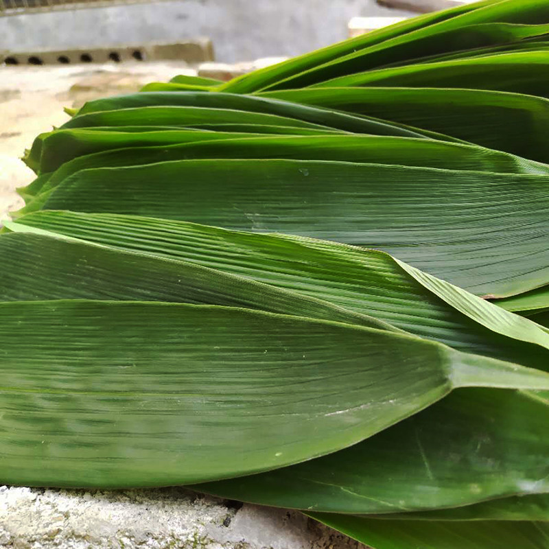 现摘新鲜粽叶中号200片包粽子叶湖南野生箬叶粽子