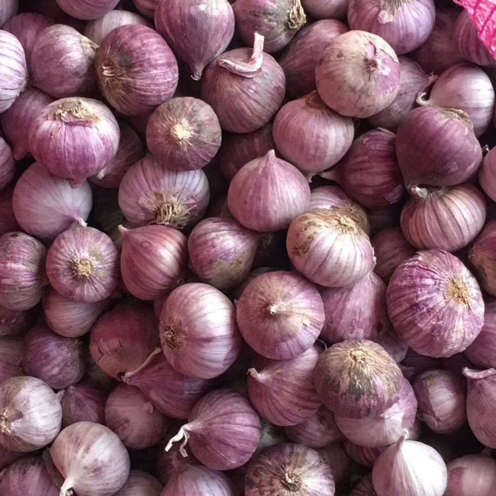 云南独头大理紫皮干独2021农家家特大个新鲜大蒜