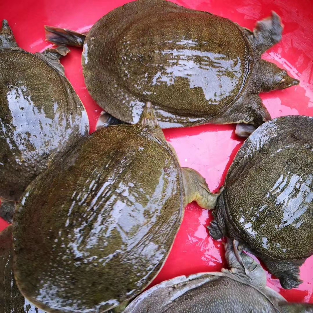 实收2.1斤鲜活水产外塘放养甲鱼中华生态活体甲鱼