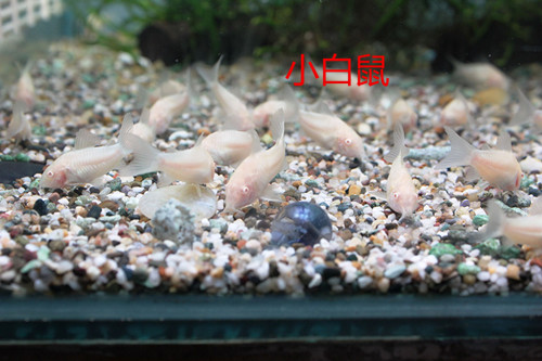 鼠鱼白老鼠老鼠熊猫花椒金苔鼠鱼草工具热带鱼活体鱼