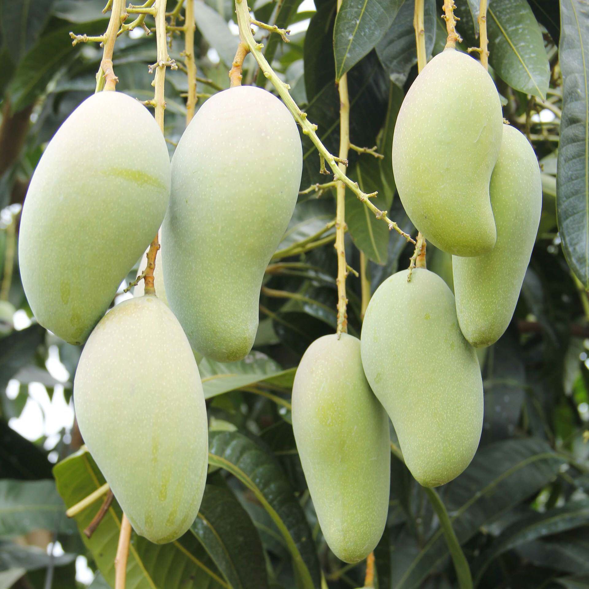 爆甜海南三亚特产甜心芒2500g