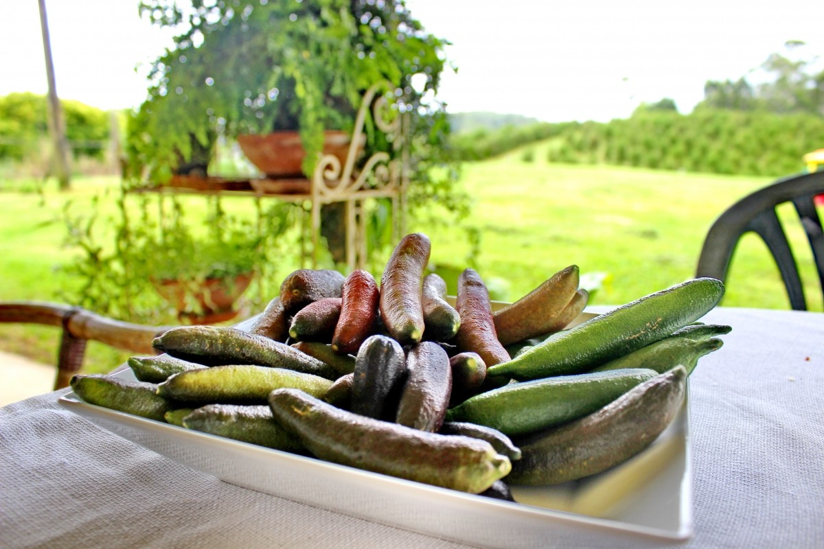 手指柠檬鲜果稀有澳洲品种指橙鱼子酱50g指橘柠檬