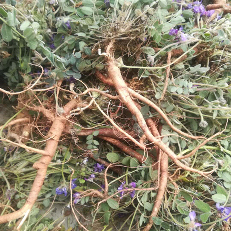 野生新鲜紫花地丁甜地丁老鼠布袋 米口袋全草正宗萝卜地丁种苗