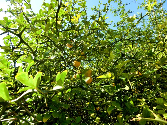 野生铁篱笆刺根棘盘子鸟不站刺根马甲子根刺篱笆根2件包邮