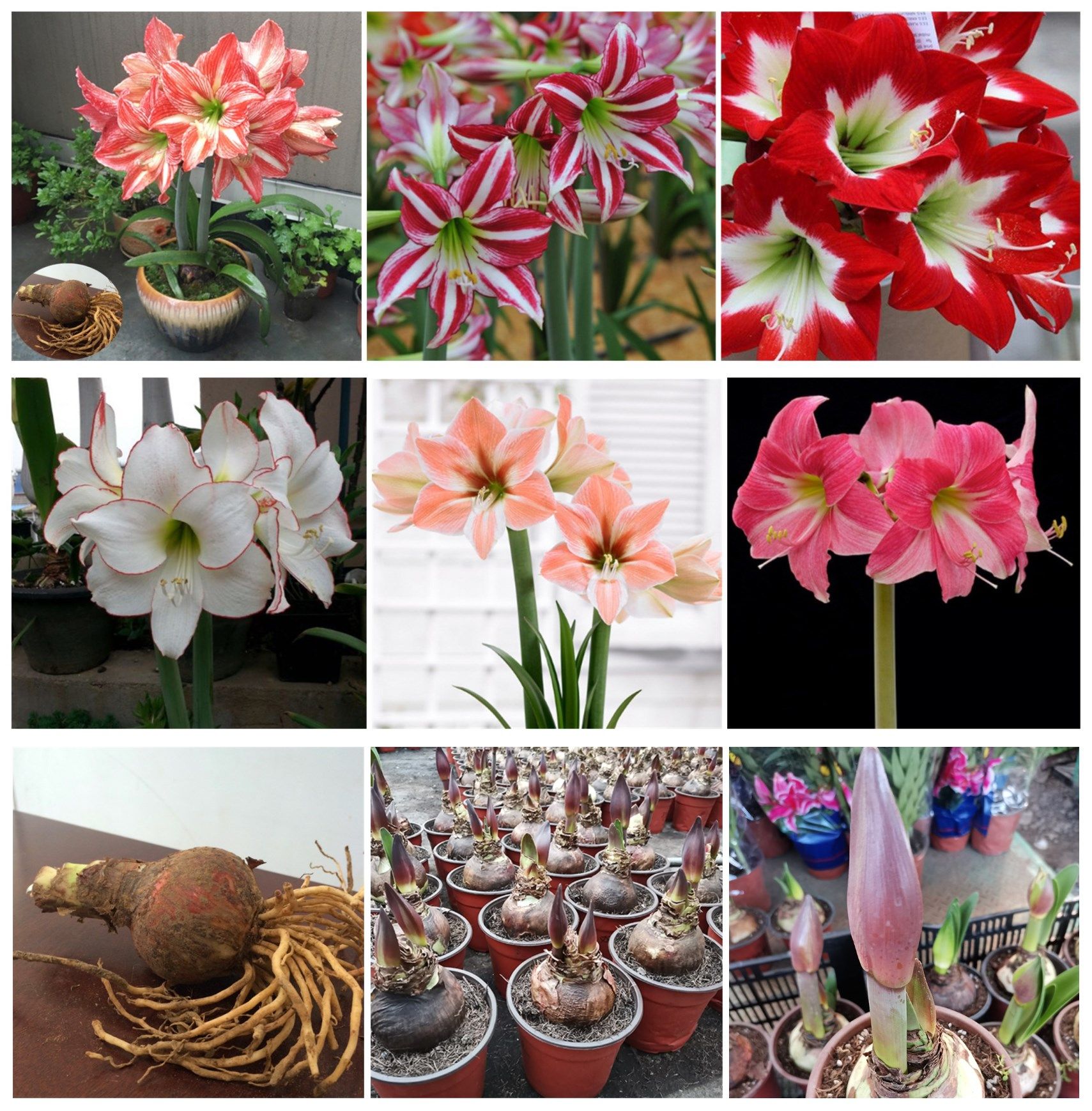 种球花卉球根宿根多年生进口洋朱顶荷兰发货云南种球