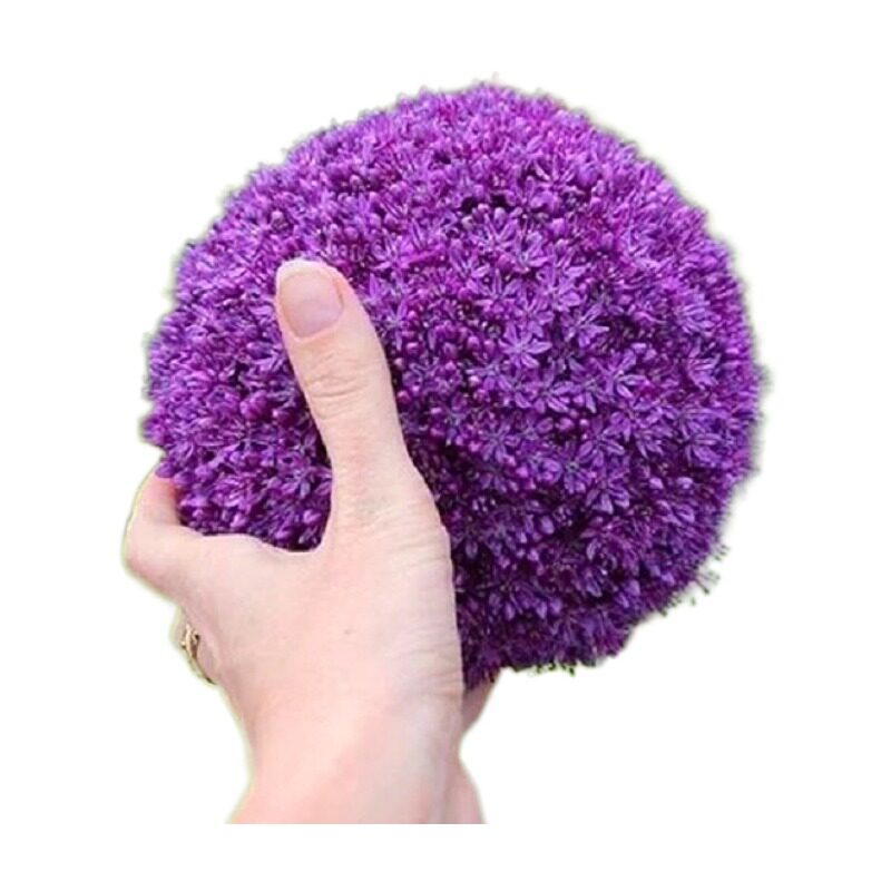 进口大花葱大种吉安花绒球葱庭院盆栽园艺绿化种球