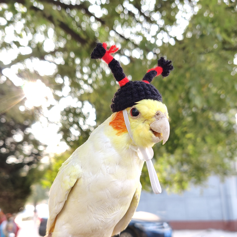 帽子鹦鹉虎皮玄凤仓鼠宠物鸟戴头饰饰品头套帽子