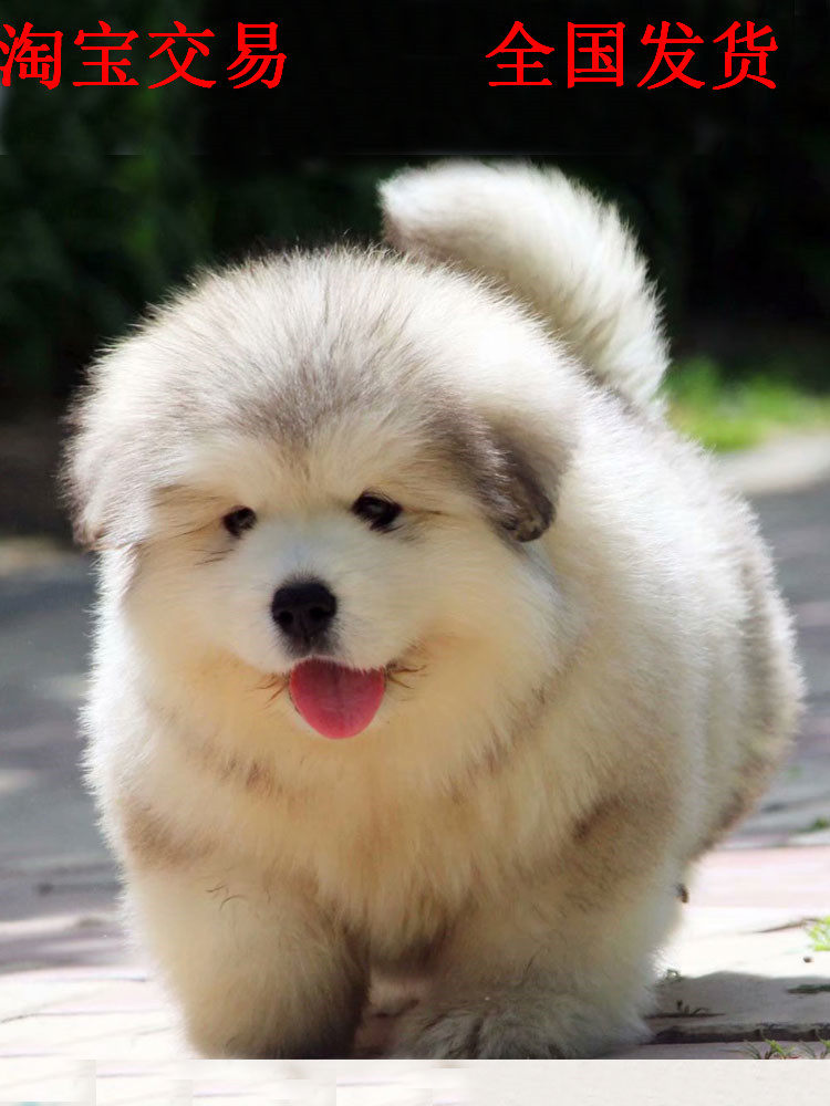 狗场繁殖阿拉斯加幼犬大型雪橇犬阿拉斯加活体宠物纯种阿拉斯加犬