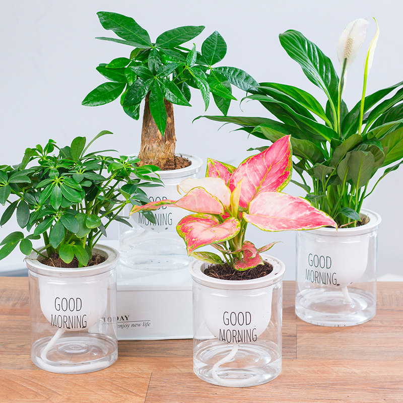 花卉水培植物盆栽栀子花长寿发财树文竹室内四季绿植