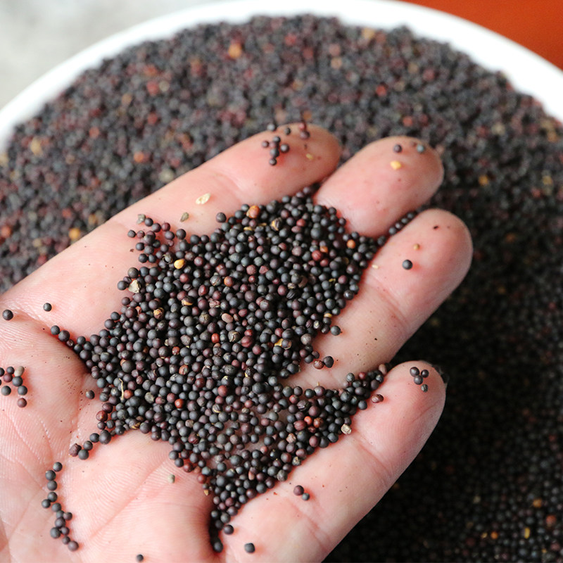 原生优质油菜籽种子散装鸟食宠物食品榨油38元一斤鸟食