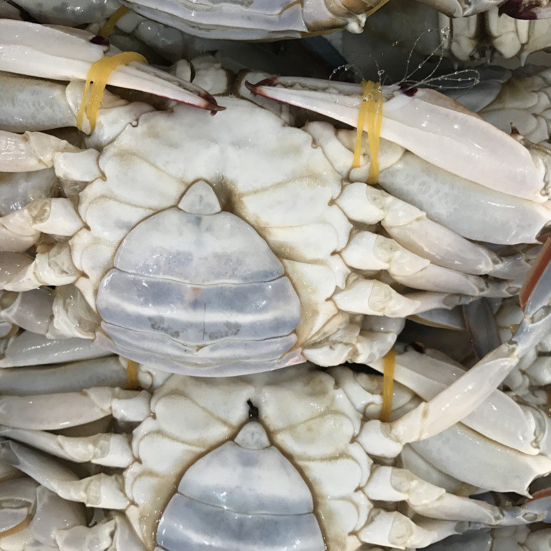 全母鲜活螃蟹新鲜海速冻活体冰冻梭子10斤顺丰梭子蟹