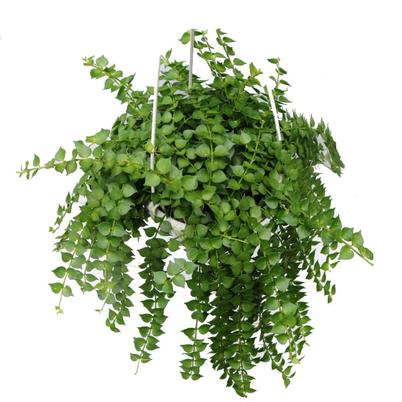植物百万万心吊兰常青盆栽室内阳台耐阴垂吊绿植