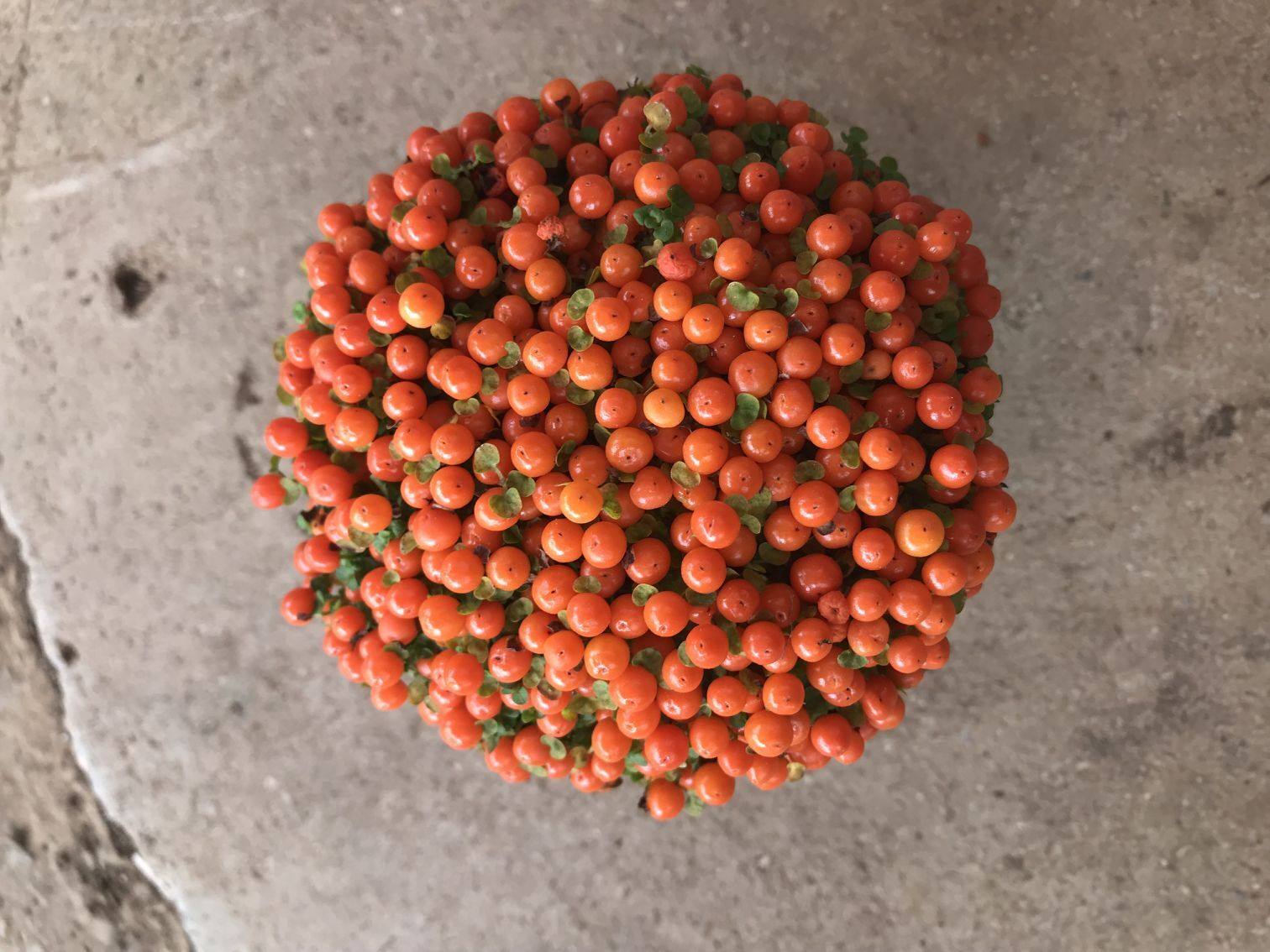 珍珠橙盆栽 进口珊瑚念珠草 桌面室内观果植物红果薄柱草成品发货