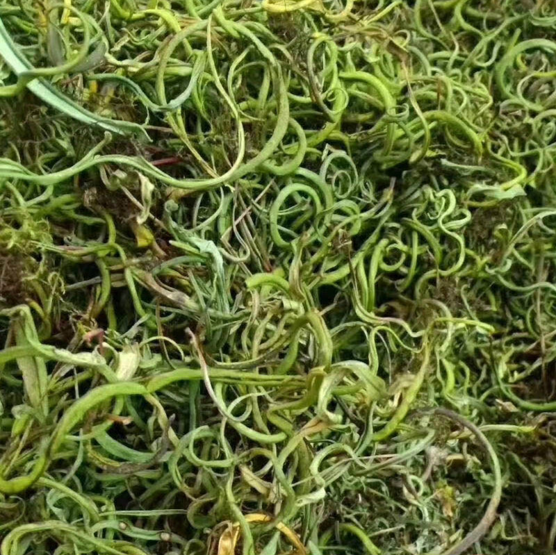 新货老挝野生中草药化石草肾精草肾精250g包邮茶其他药食同源食品