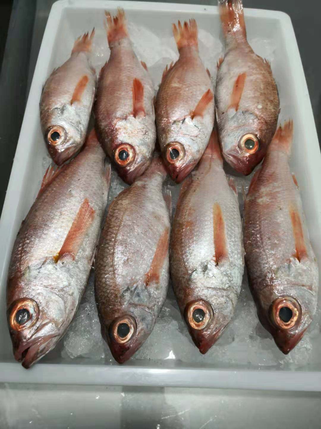 海蜀黍出品东海舟山野生深水中大红果鲤3两至5两海鲜中的皇者鱼