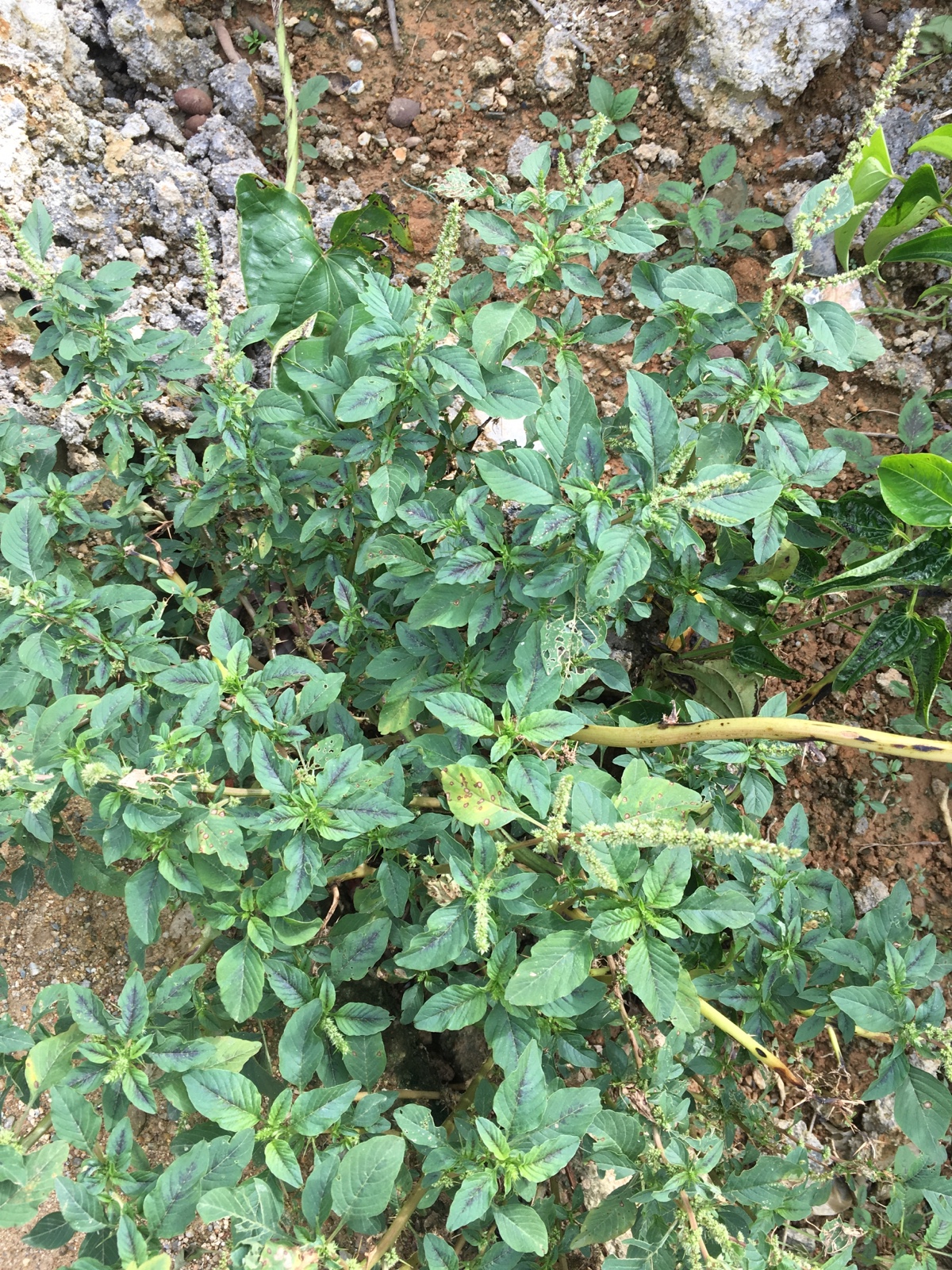 苋菜刺苋野生刺根三斤苋假猪母新鲜野刺红梗其他药食同源食品