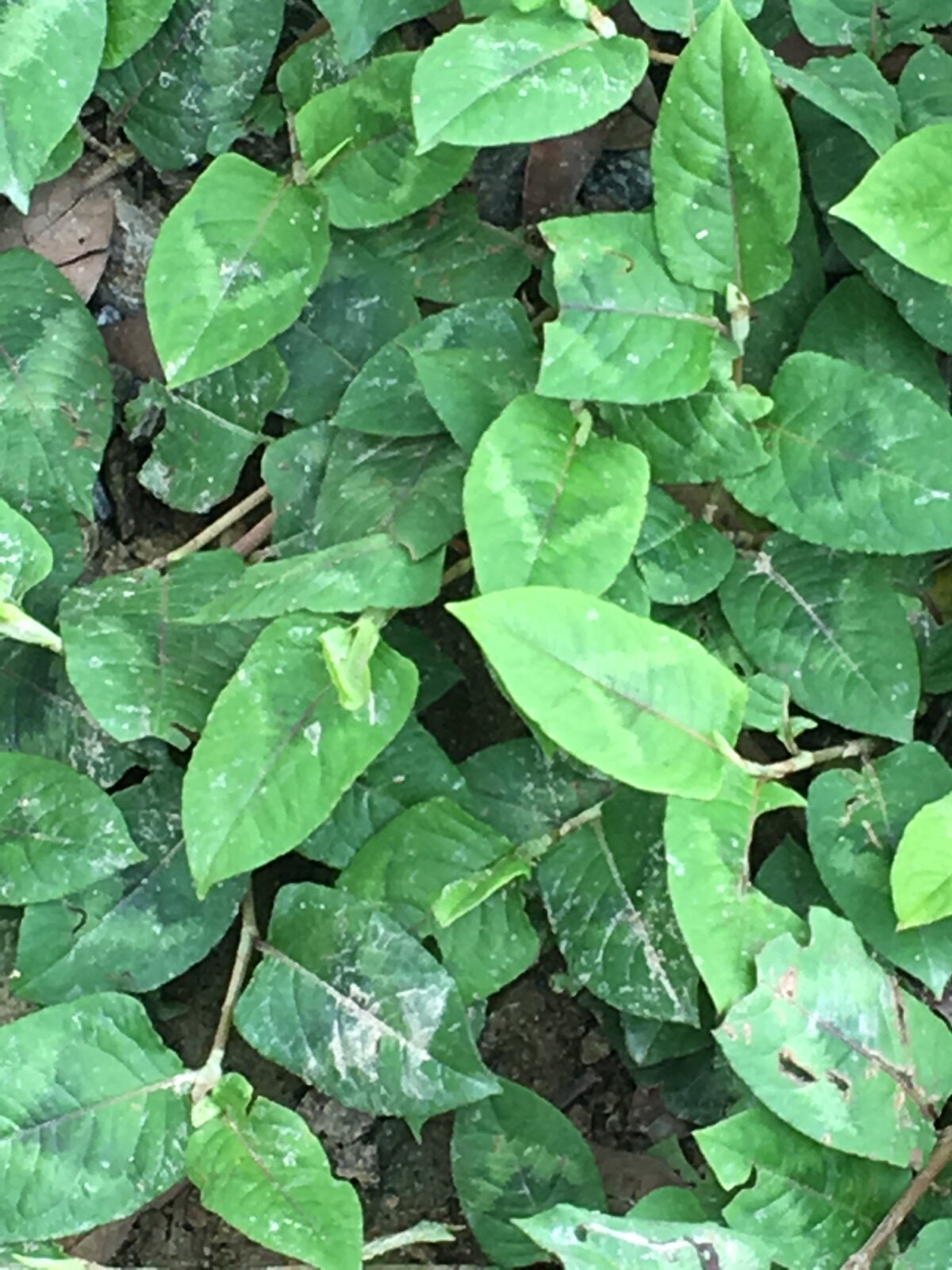 野生新鲜中草药材火炭母赤地利为炭星白饭草火炭藤白饭藤一斤包邮
