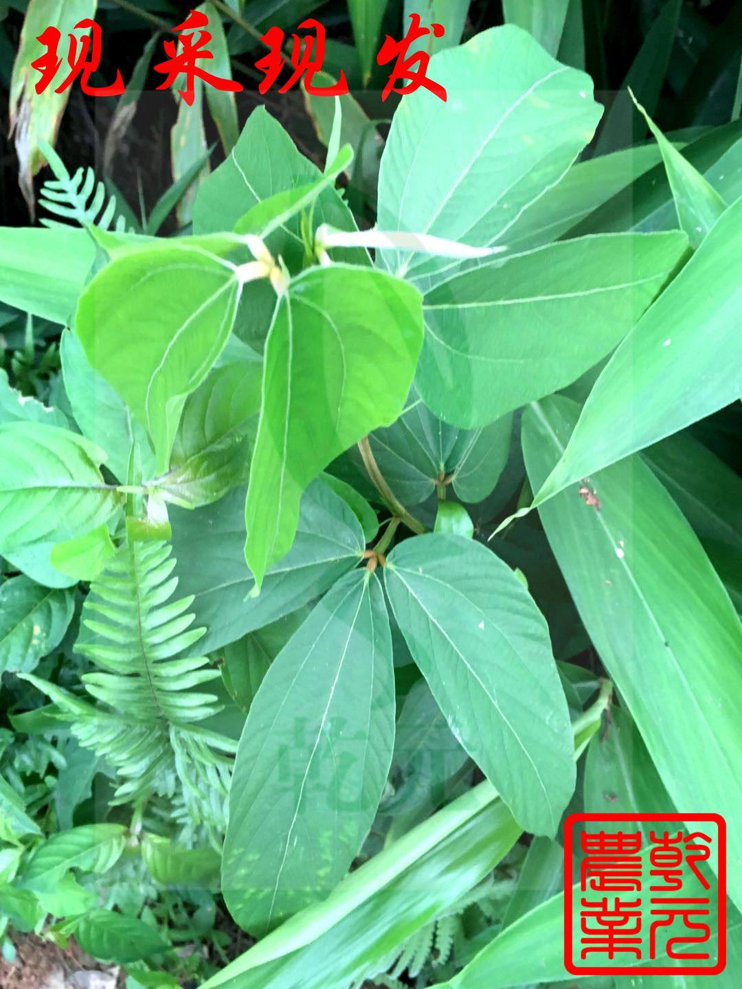 野生新鲜千斤拔现采吊马桩 一条根老鼠尾 钻地风 纯根煲汤1斤包邮