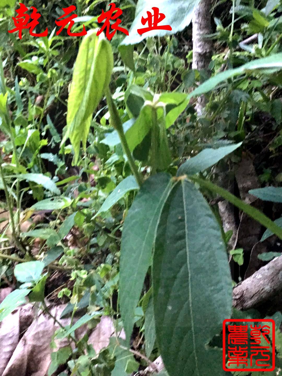 野生新鲜千斤拔现采吊马桩 一条根老鼠尾 钻地风 纯根煲汤1斤包邮