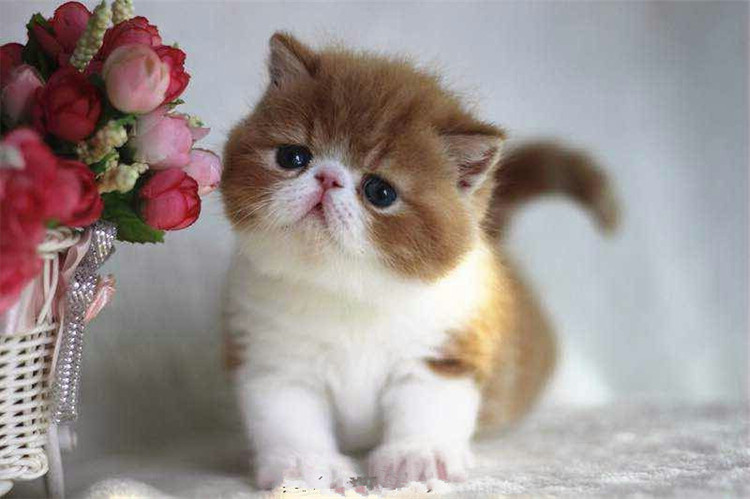 异国短毛猫纯种加菲猫幼猫宠物猫活体纯种赛级法系血统加菲猫g - 痕风