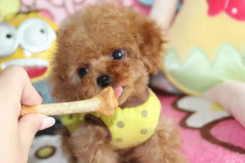 泰迪纯种茶杯幼犬出售棕色家养活体袖珍贵宾狗狗