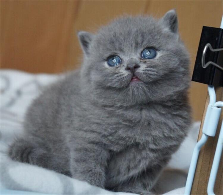 出售家养英短纯种蓝猫英国短毛猫幼活体宠物猫咪