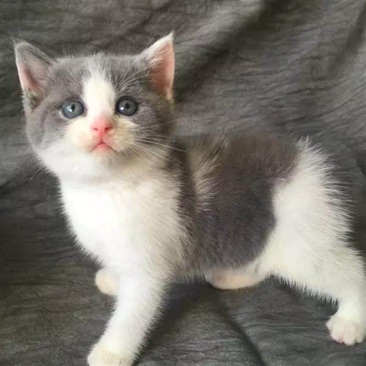纯种英短蓝猫蓝白双色立耳短毛猫英国短毛猫活体幼猫宠物猫o