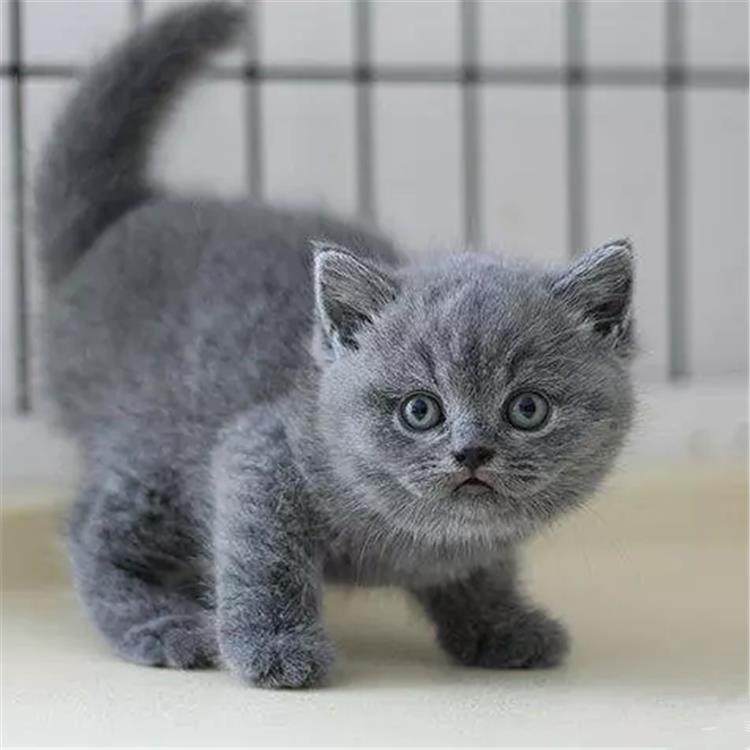 赛级繁育蓝猫幼崽英短蓝猫活体宠物猫英国短毛猫蓝猫