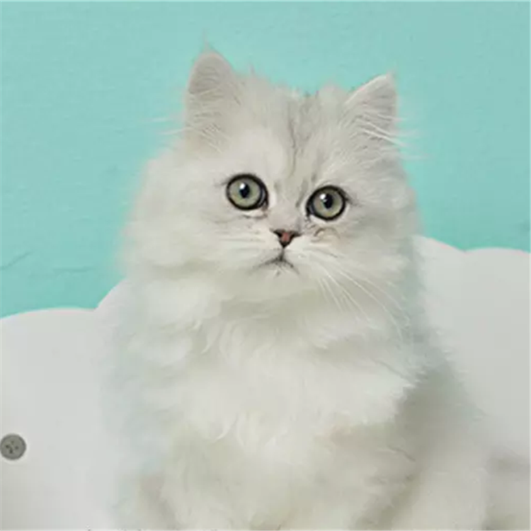 出售金吉拉幼猫长毛纯种家养绿眼宠物活体猫咪猫咪