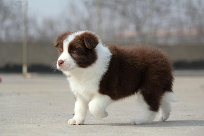 赛级巧克力色边边境牧羊犬狗狗边牧幼犬活体家养狗狗