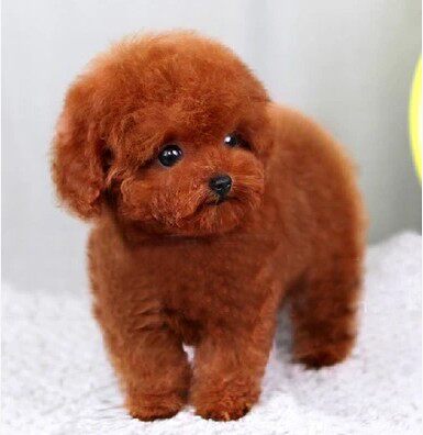 家养纯种红泰泰迪幼犬茶杯泰迪狗玩具型迷你赛级狗狗