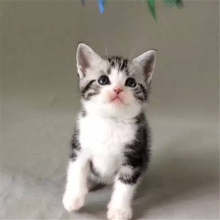 短毛出售宠物美国美短加白活体幼猫起司猫虎斑猫咪