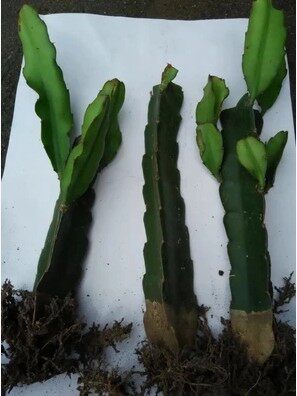 三角三棱箭多植物可以以做嫁接蟹爪砧木苗直根多肉植物