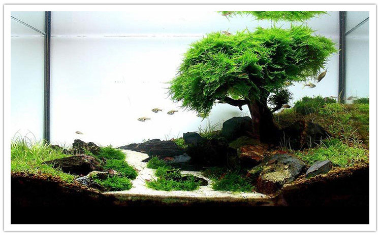 优质天然菲律宾细沙鱼缸底砂化妆雪景超细白沙造景