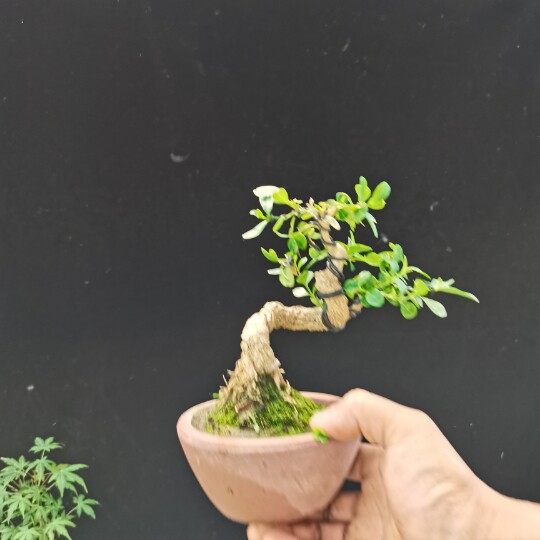 黄杨盆景微型小品瓜子树桩造型小叶实拍桌面时令草本花卉