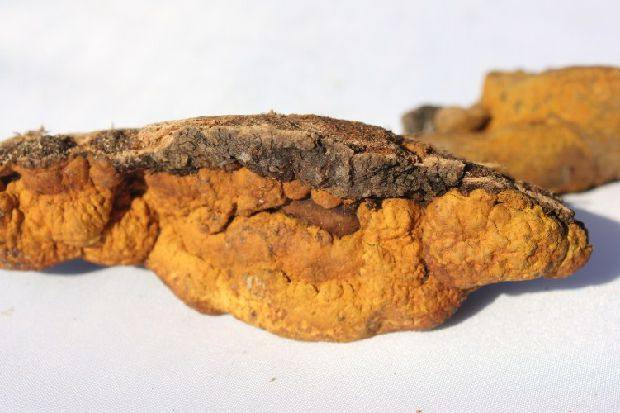 金边桑黄野生杨树桑黄250g新货特产东北长白山野生桑黄非桑树桑黄