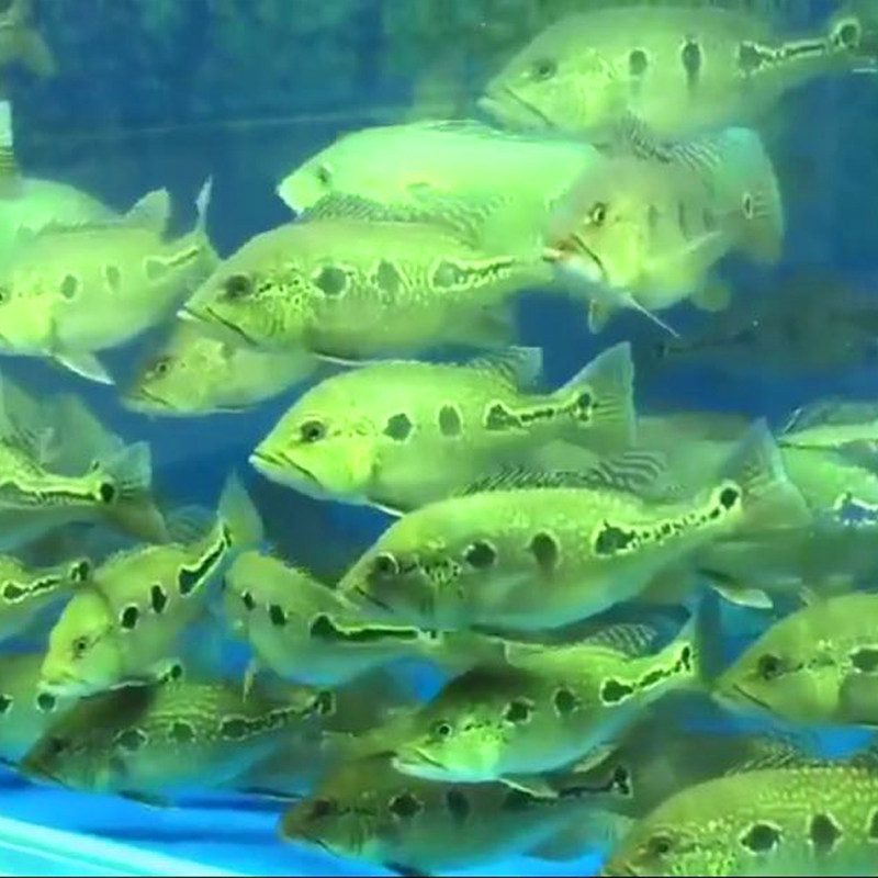 三间野生蓝帆眼斑蓝蓝帆五间大中小型热带鱼