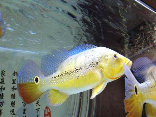 三间申古虫纹西亚蓝帆五间帝王活体鱼