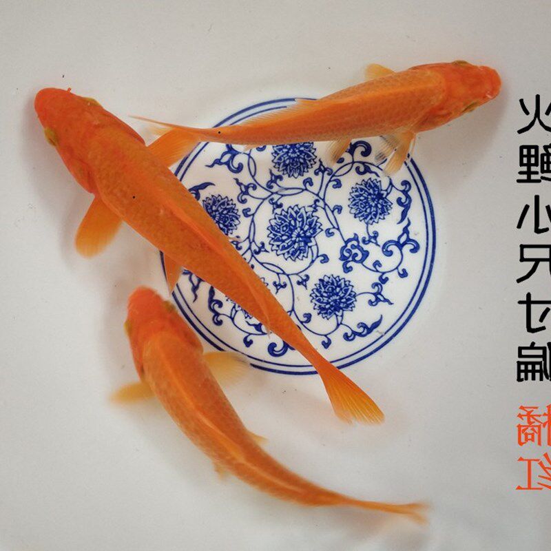 小红鱼红色鱼好看的鱼淡水火锦鲤红鲤鱼活鱼锦鱼鱼