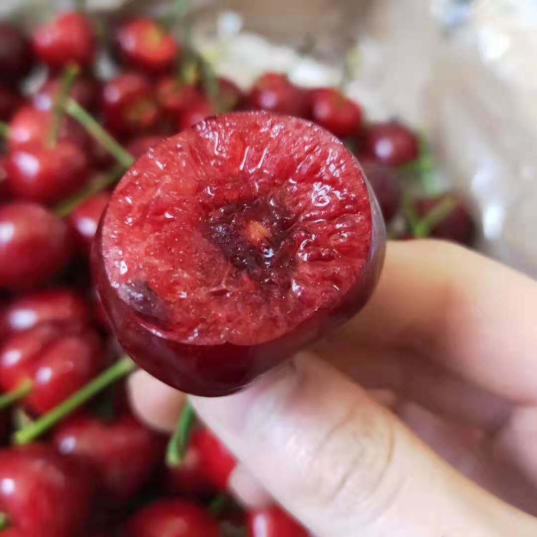 5斤大连樱桃美早沙蜜豆托大果甜水水果自家车厘子