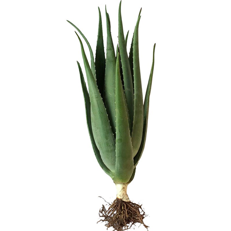 芦荟大叶库拉拉索美容院补水灌肤专用绿植盆栽绿植
