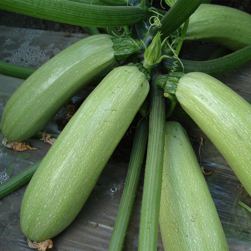 正品法国占瓜角瓜耐寒易耐寒西葫芦四季播种大棚家庭园艺种子