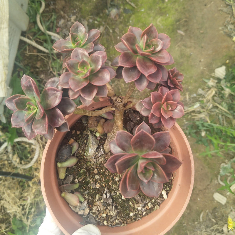 巧克力多肉方砖多头一物一拍老桩植物新款稀有多肉植物