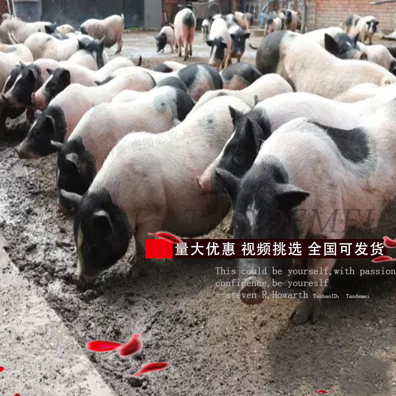 巴马香猪活苗活物小猪猪崽广西纯种幼苗母猪畜牧