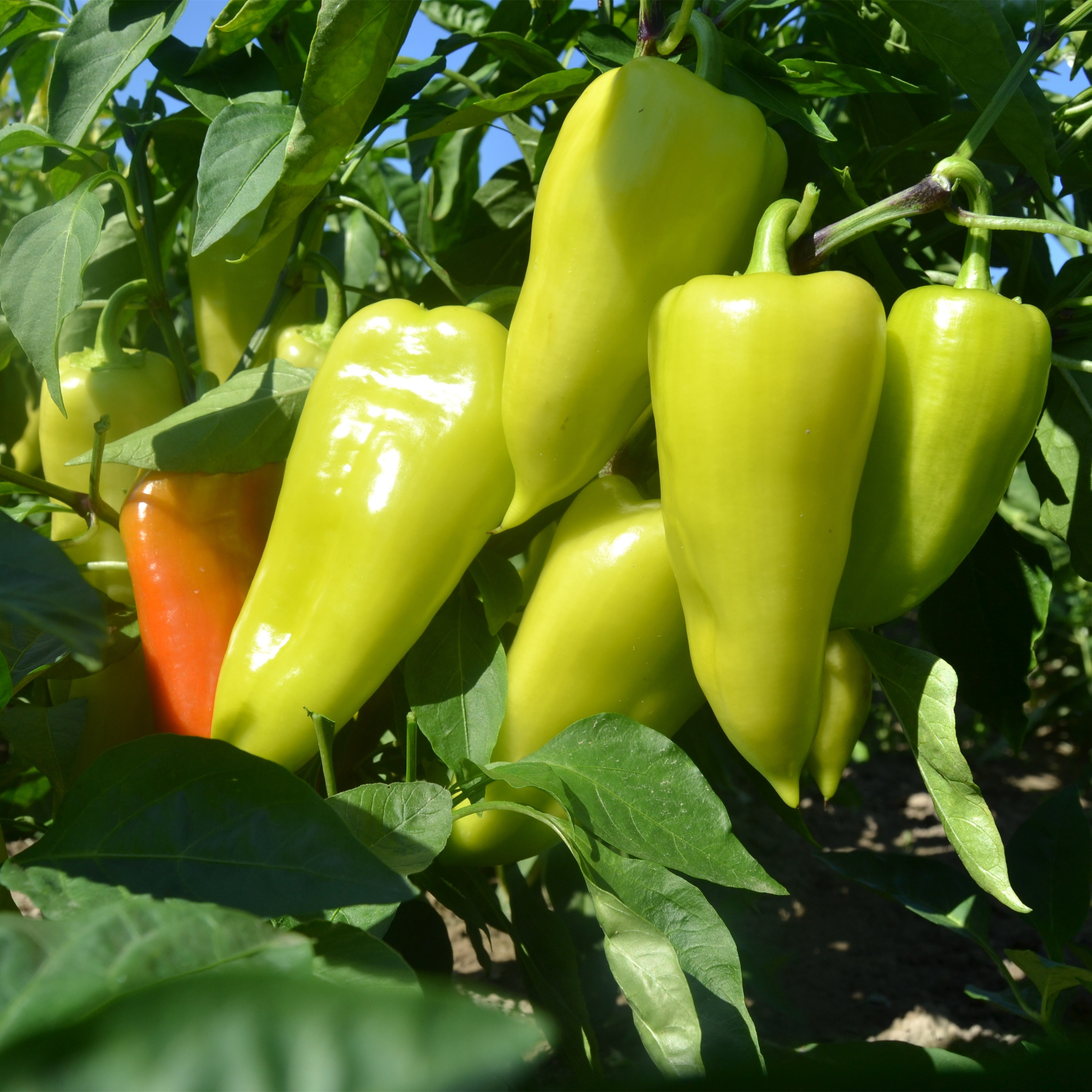 蔬菜种子四季播阳台农家田园易种菜庭院春夏秋套餐盆栽香菜籽包邮