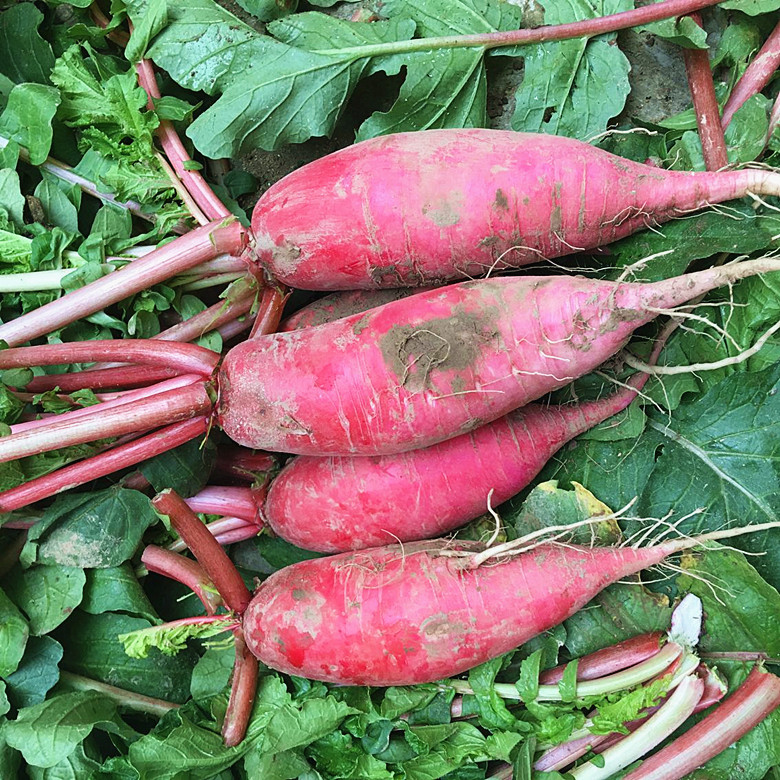 萝卜红皮现拔2021新鲜泡菜白肉时令蔬菜农家萝卜
