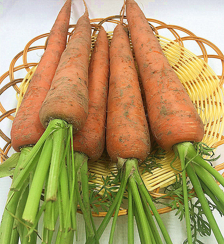 2022年新鲜胡萝卜现挖9斤萝卜农产品当季蔬菜农家自种产地直销