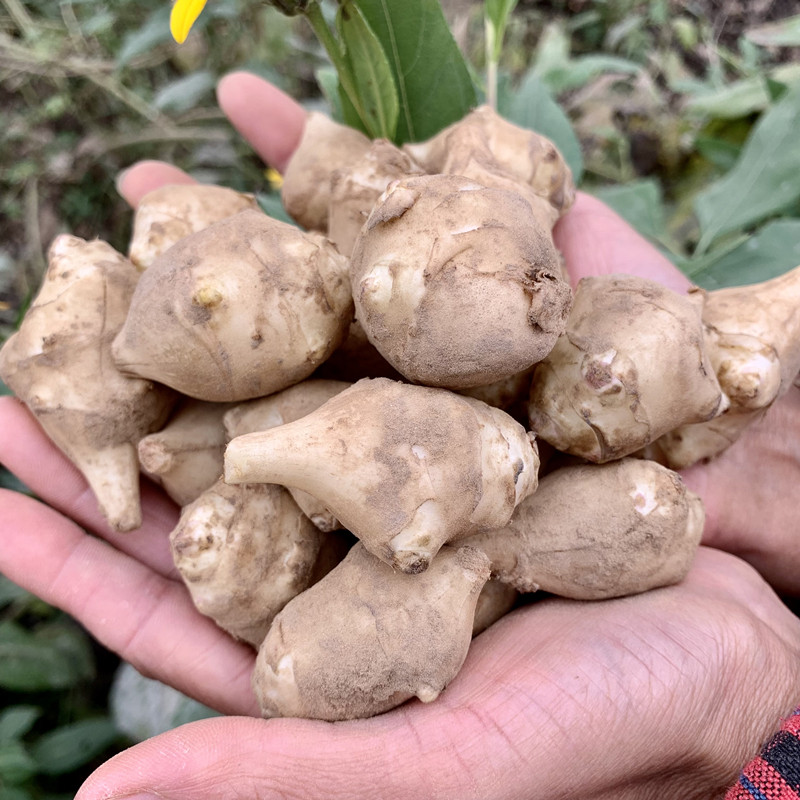 适合包邮多省姜不辣个头中小下单姜中小鬼子现挖其它