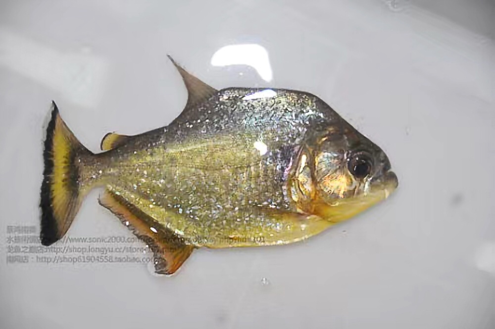 特价优惠旧金山黄钻厘米单养大型凶猛热带南美鱼